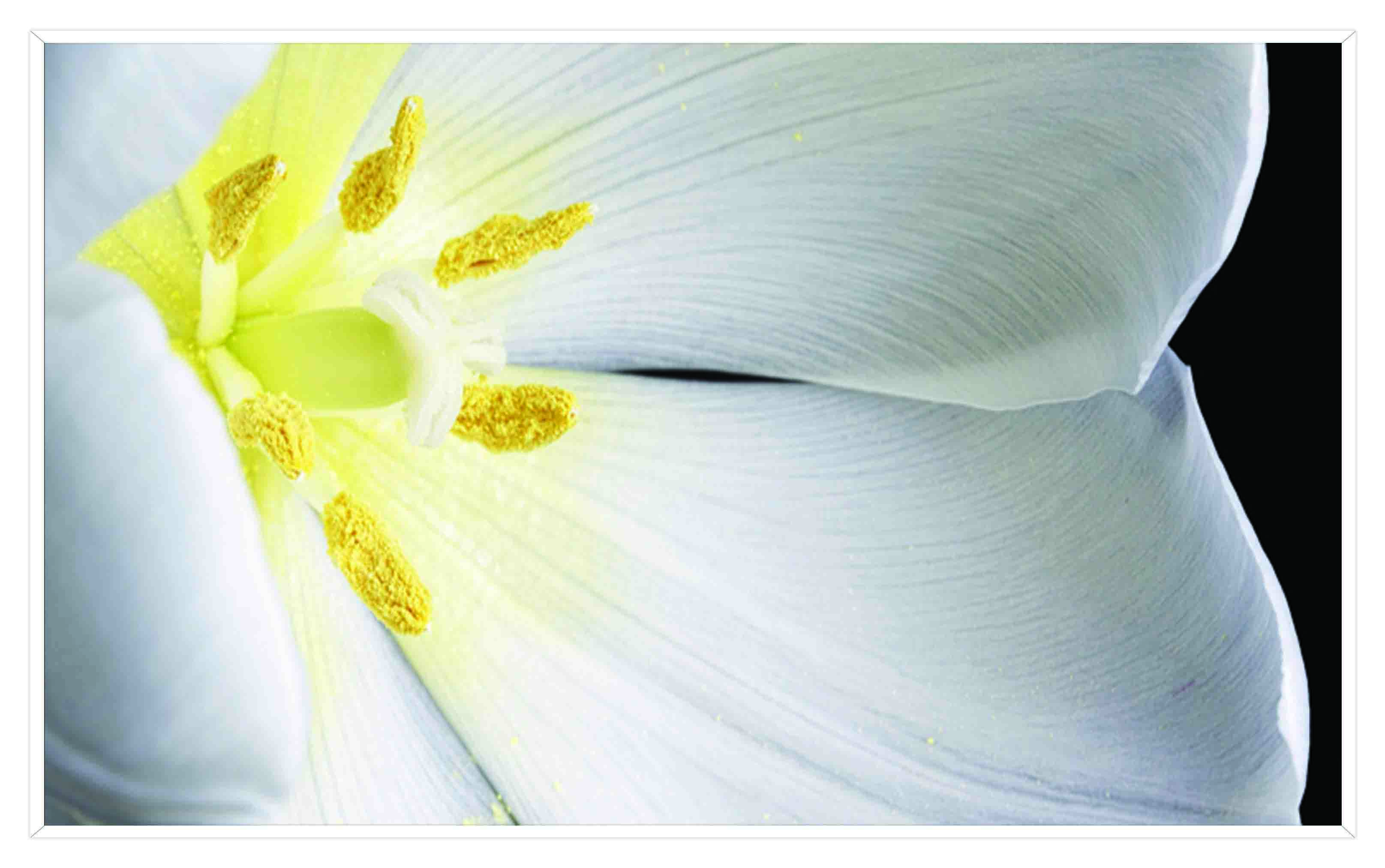 ASG267 Wall décor art printed on glass floral